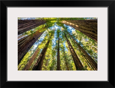 Towering Giant Redwood Trees, Jedediah Smith Redwood State Park, California, Usa