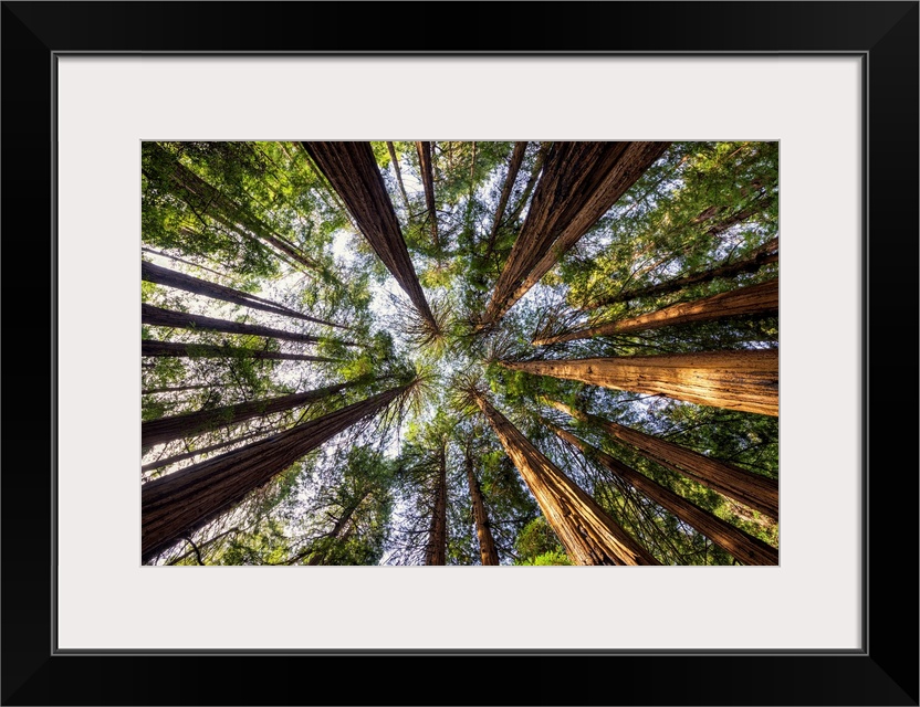 Towering Giant Redwoods, Muir Woods National Monument, California, Usa