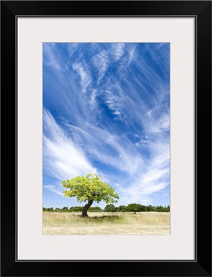 Tree and clouds, Provence, France