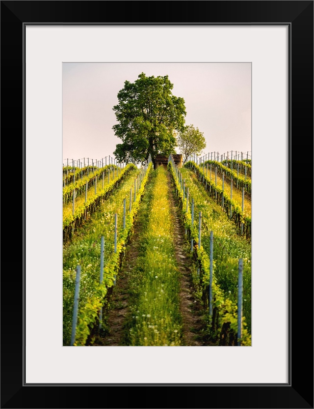 Tree and Vineyards at sunset in Franciacorta, Brescia province, Lombardy district, Italy, Europe.