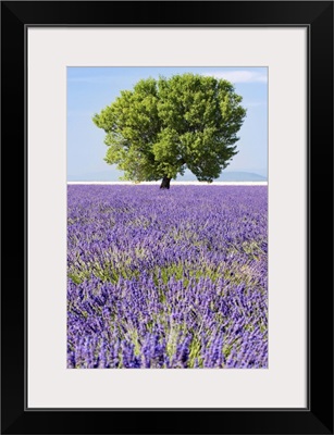Tree in a lavender field, Valensole plateau, Provence, France