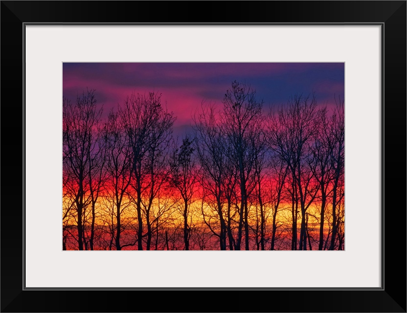 Trees along Lake Winnipeg at sunrise. Matlock, Manitoba, Canada