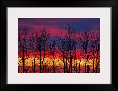 Trees Along Lake Winnipeg At Sunrise. Matlock, Manitoba, Canada