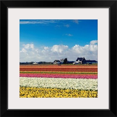 Tulips in fields, Lisse, Netherlands