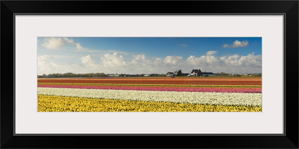 Tulips in fields, Lisse, Netherlands