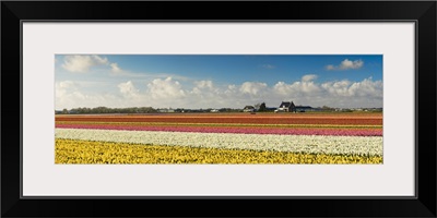 Tulips in fields, Lisse, Netherlands