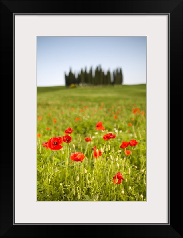 Tuscan landscape, Tuscany, Italy, R