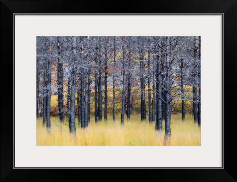 United Kingdom, UK , Scotland, Highlands , Pine trees shape a surreal landscape