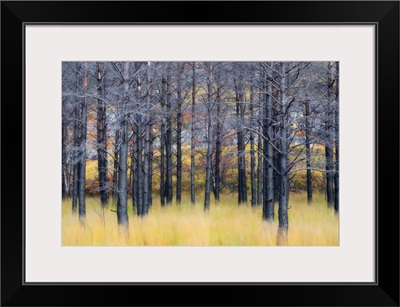 UK, Scotland, Highlands, Pine trees shape a surreal landscape