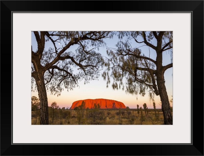 Uluru and Desert Oak at twilight. Uluru-Kata Tjuta National Park, Central Australia, Northern Territory, Australia