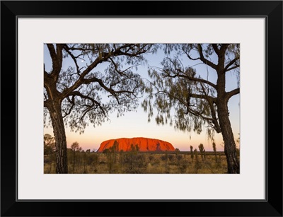 Uluru And Desert Oak At Twilight, Uluru-Kata Tjuta National Park, Australia