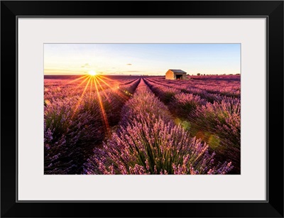 Valensole Plateau, Provence, France. Lavender field