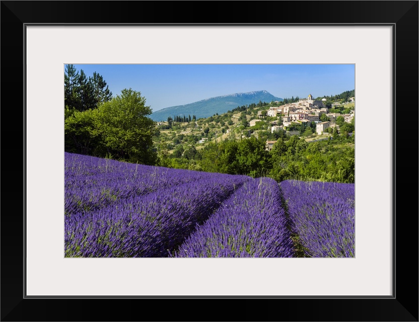 View of village of Aurel with field of lavander in bloom, Provence, France.