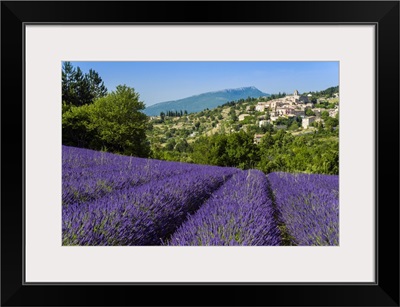 View of village of Aurel with field of lavander in bloom, Provence, France