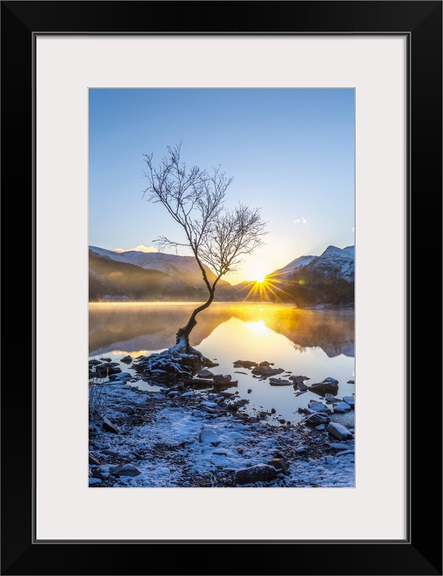 UK, Wales, Gwynedd, Snowdonia National Park (Parc Cenedlaethol Eryri), Llanberis, Llyn Padarn, Lone Tree at sunrise