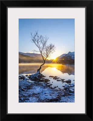 Wales, Gwynedd, Snowdonia National Park, Lone Tree At Sunrise