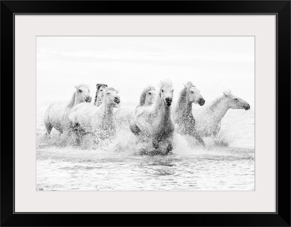 White horses of Camargue running through the water, Camargue, France