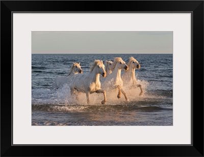 White horses of the Camargue run through the Mediterranean sea