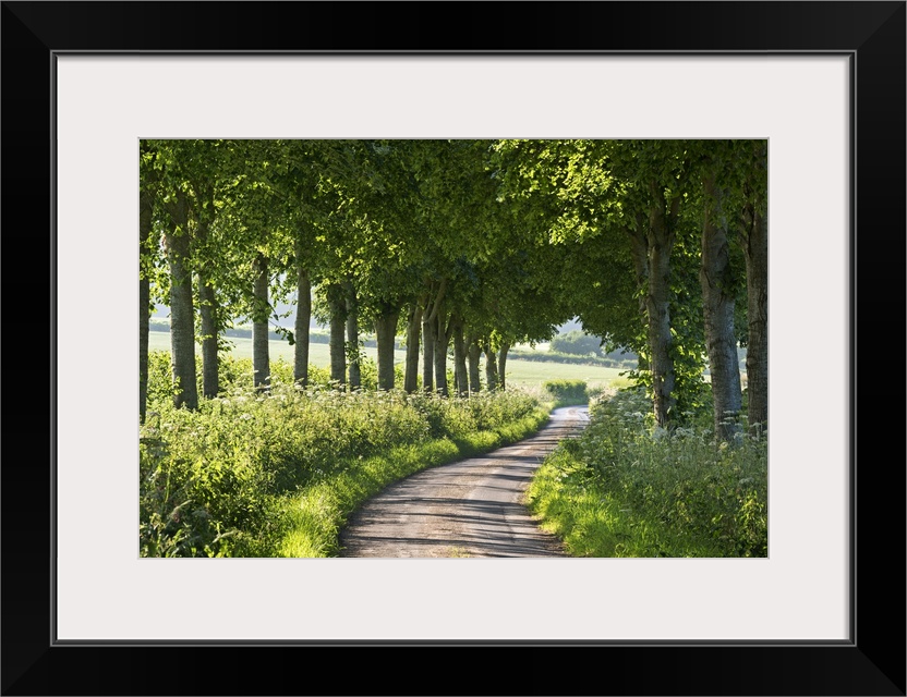 Winding tree lined country lane, Dorset, England. Summer (July)