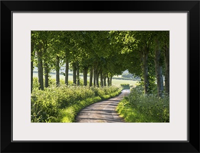 Winding tree lined country lane, Dorset, England