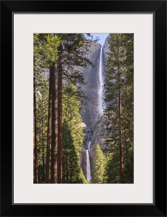 Yosemite Falls through the conifer woodlands of Yosemite Valley, California, USA. Spring (June) 2015.