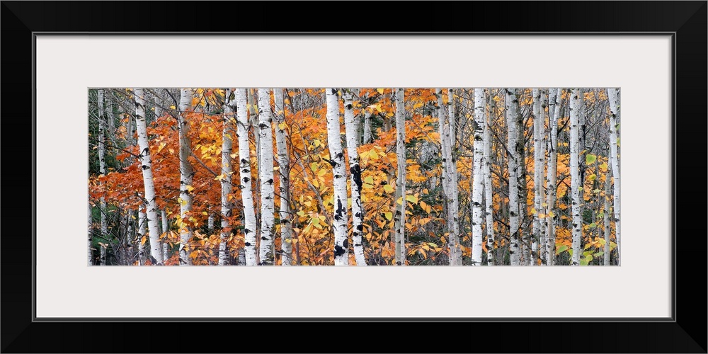 Panoramic photograph of tall bare lightly colored tree barks surrounded by autumn foliage in Ontonagon County, Michigan.