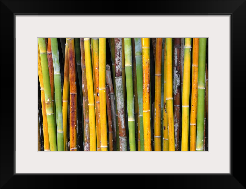 Close-up shot of golden bamboo