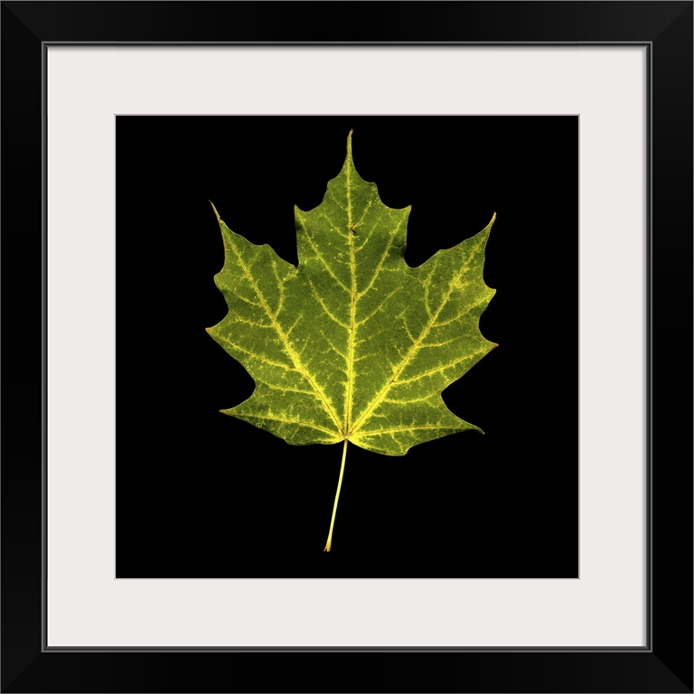 Green and Yellow Maple