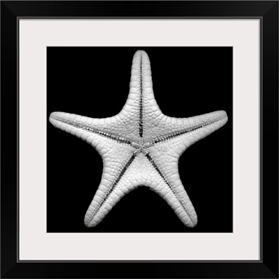 Knobby Starfish