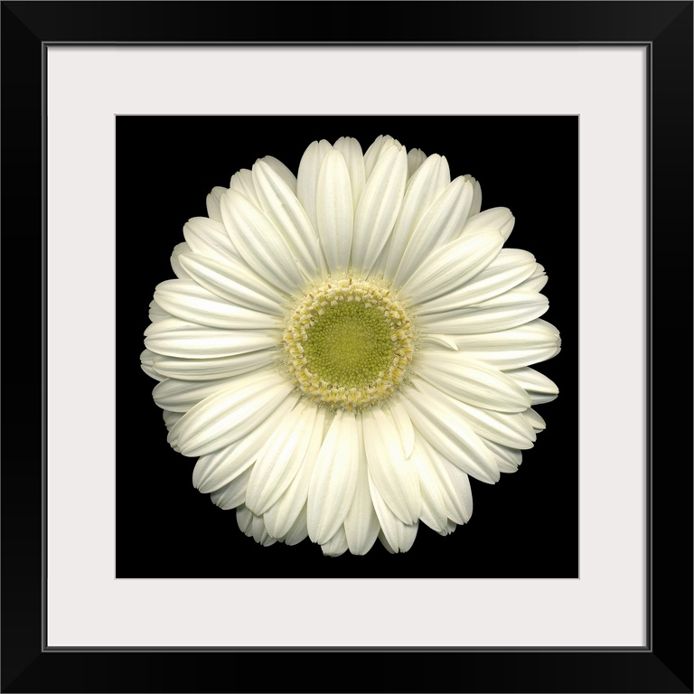 Up close photograph of single bright flower against dark background.