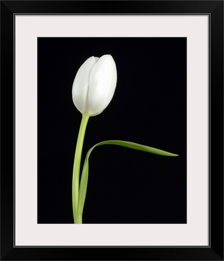 Big canvas print of a single flower contrasted against a dark background.