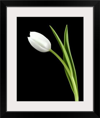 White Tulip 2