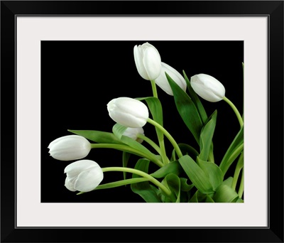 White Tulip 4