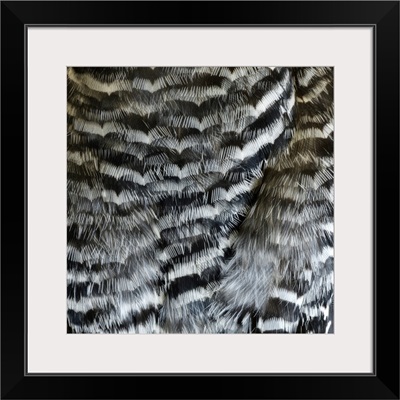 Woodpecker Feathers