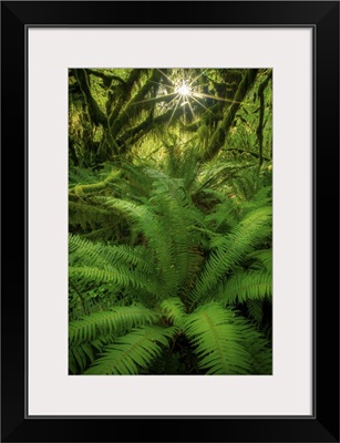 A Gorgeous Suburst and Fern, Hoh Rainforest