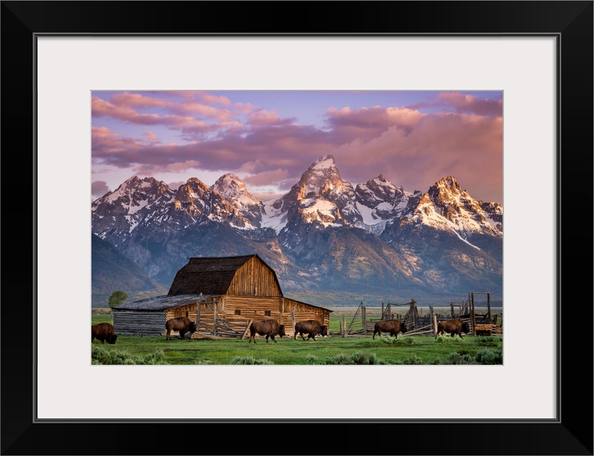 Big photo print of buffalo in front of a barn in the middle of a field with a rugged mountain range in the distance.