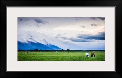 Horses Graze During An Afternoon Storm, Jackson, Wyoming