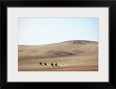 Men On Horses Cross the Desert, Giza, Egypt