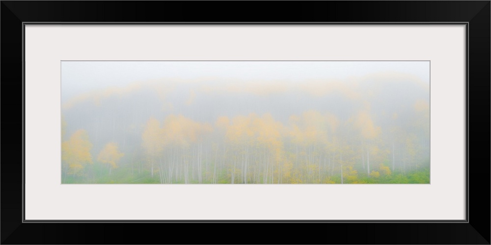 Mist Fills the Forest Obscuring Changing Aspens, Telluride, Colorado