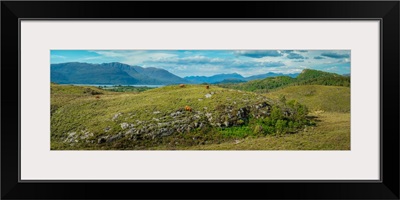 Panorama of Sotland's Highland Cow and Peaks, Plockton
