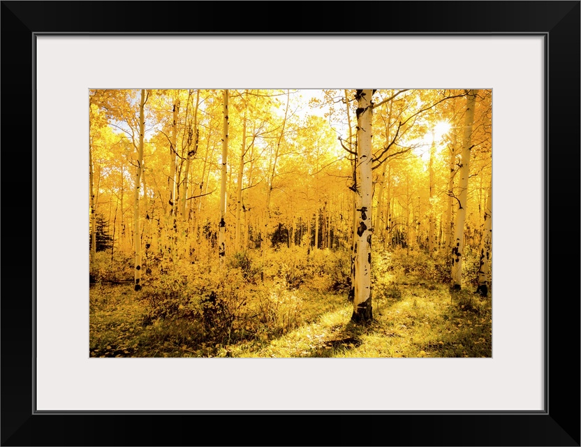 Horizontal canvas of a forest of aspen trees being bathed in the warm sun.