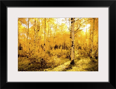 Sunrise Warms Turning Aspens; Dallas Divide, Colorado