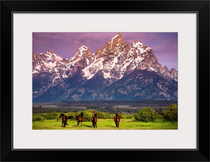 Wild Horses running, Grand Teton National Park, Wyoming