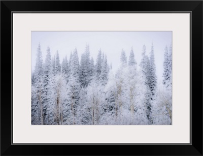 Wintery Landscape In Colorado Rockies, Colorado Rockies