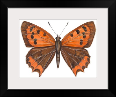 American Copper Butterfly (Lycaena Hypophlaea)