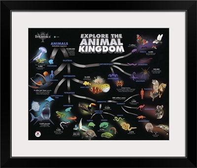 Animal Kingdom Educational Poster