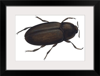Black Carpet Beetle (Attagenus Unicolor)