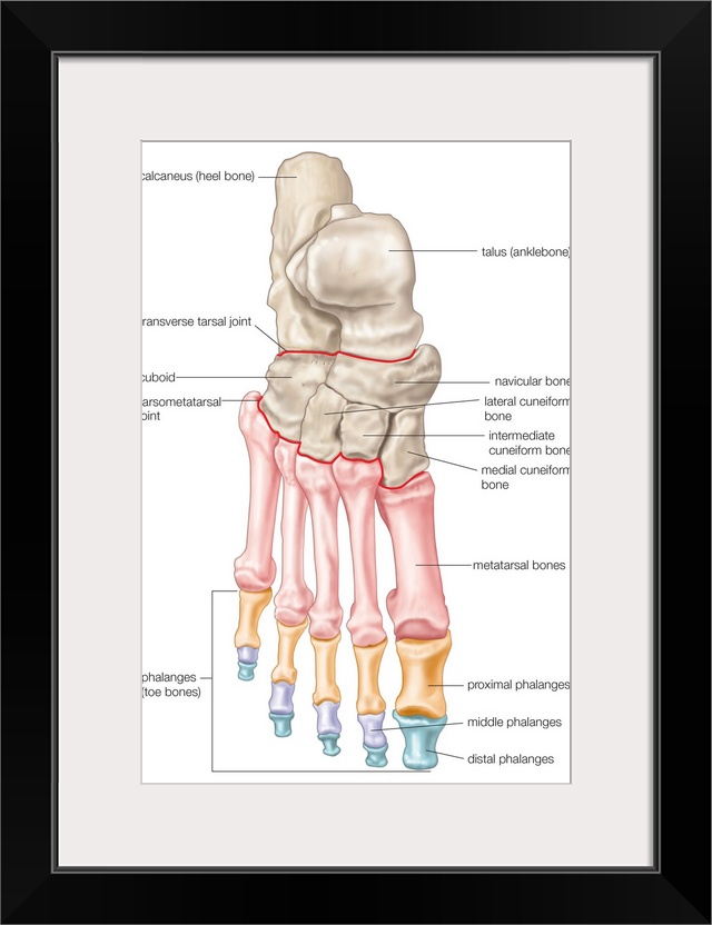 Bones of the foot - dorsal view. skeletal system