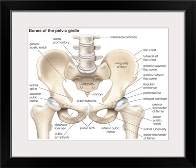 Bones of the pelvic girdle. skeletal system