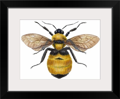 Bumblebee (Bombus Pennsylvanicus)